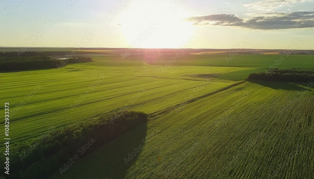 Obraz premium sunrise over the field