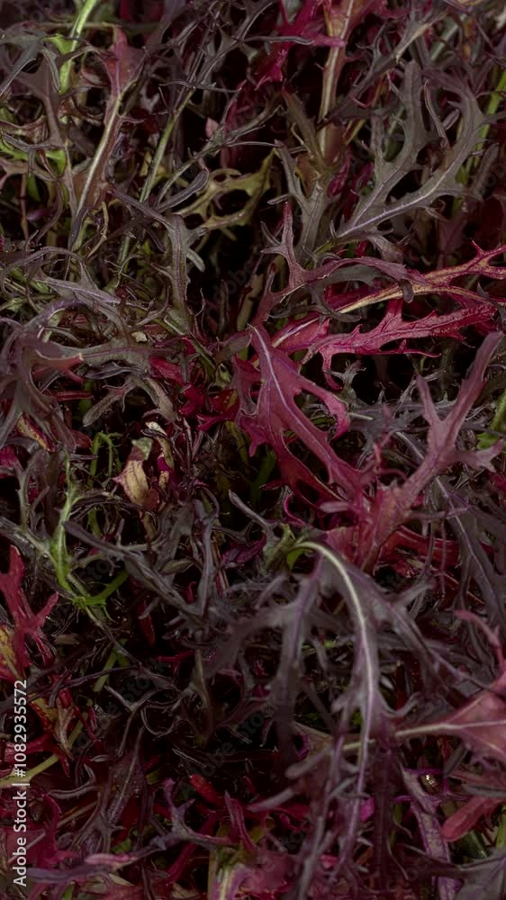 Mizuna Red Frill variety (Japanese mustard) leaves as a food texture. Top view, table spin. Vertical video. Mizuna Red Frill variety (Japanese mustard) leaves as a food texture. Top view, table spin. Vertical video.