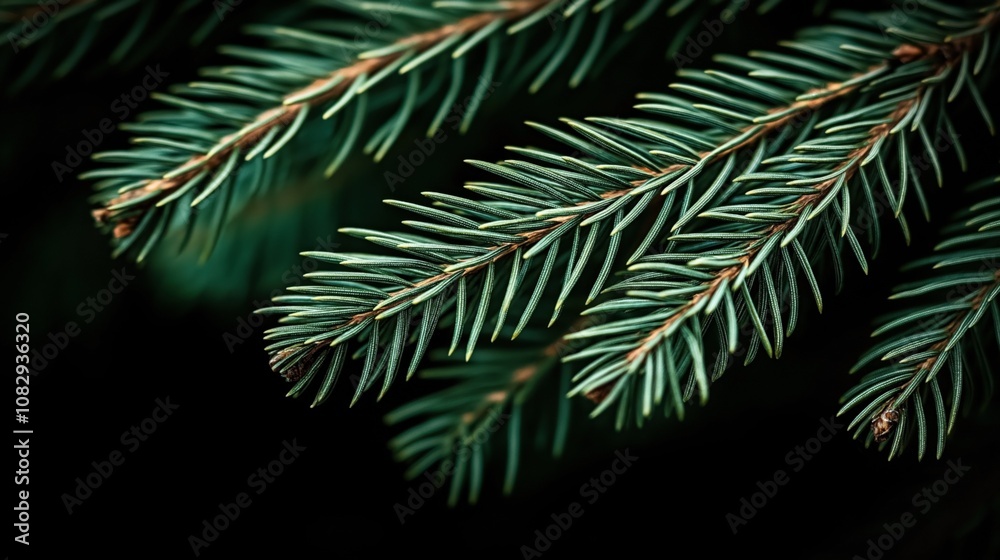 Fototapeta premium Close-up of green fir tree needles with detailed texture against a dark background, showcasing nature's intricate patterns and evergreen foliage.