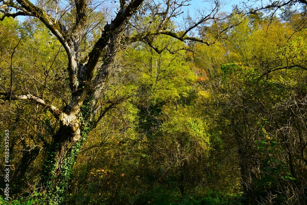 Poplar (Populus) tree trunk and yellow and green autumn foiage in the background Poplar (Populus) tree trunk and yellow and green autumn foiage in the background