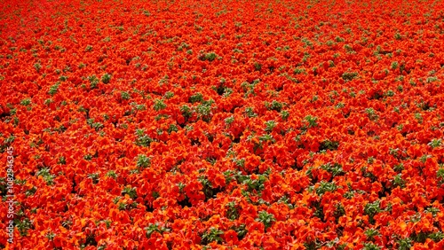 Vibrant nasturtium flowers in red and orange creating an energetic fiery pattern