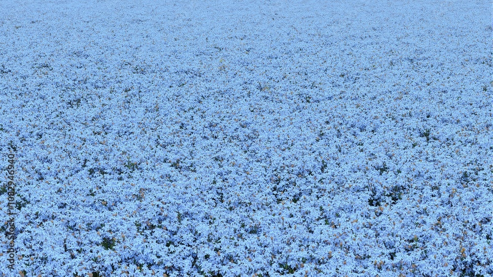 Obraz premium Pale blue cornflowers creating a unique intricate texture in a serene summer field