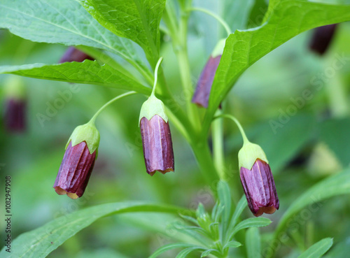 In spring, Scopolia carniolica blooms in the forest photo
