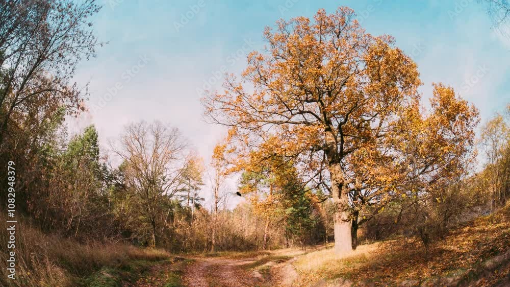 OAK Green Tree And Grass Turn Yellow. Season Change TimeLapse Concept. Season Transition Oak Forest From Summer Green To Autumn Yellow. Fall Autumn Mood Time Lapse OAK Green Tree And Grass Turn Yellow. Season Change TimeLapse Concept. Season Transition Oak Forest From Summer Green To Autumn Yellow. Fall Autumn Mood Time Lapse