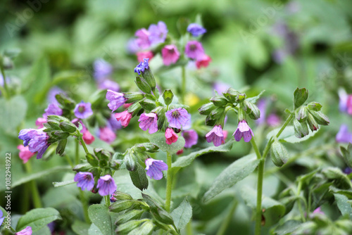 Lungwort (Pulmonaria) blooms in the wild spring forest