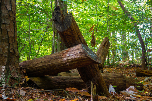 Crossed Wood Logs