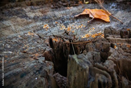 Autumn Tree Stump