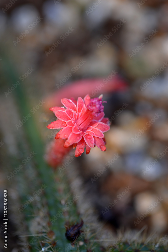 サボテンの花 サボテンの花