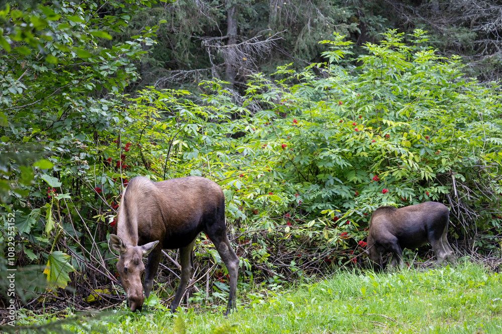 Cow and Calf Alaska Yukon Moose in Autumn Cow and Calf Alaska Yukon Moose in Autumn