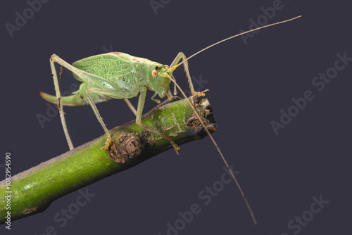 A macro shot of a female Oak Bush-cricket, (Meconema thalassinum), conveniently standing on a twig in a back garden studio, where she was released as soon as the shots were taken.