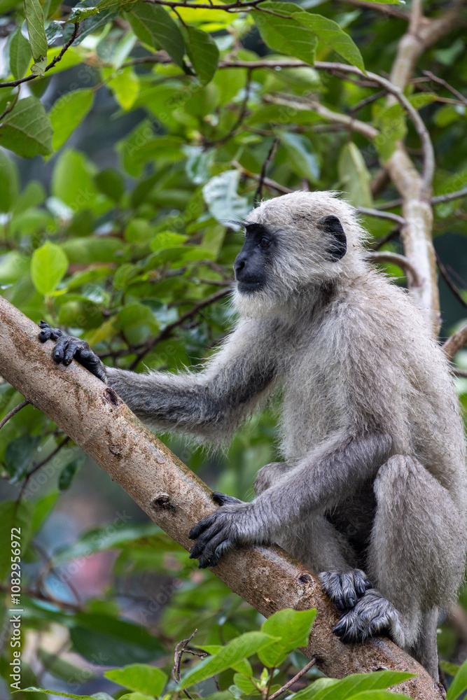 Obraz premium Lone Indian long-tailed dark-faced langur perched among trees, blending into the lush foliage. A serene wildlife moment in the natural habitat of this iconic primate in the tropical asia 