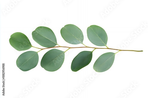 A sprig of eucalyptus leaves isolated on a white background.