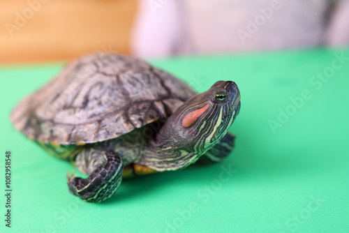 People care for and play with a pet red-eared turtle. photo