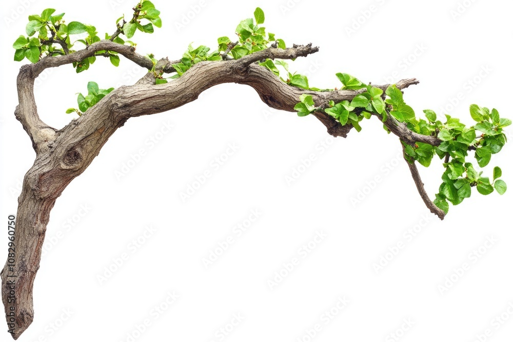 Fototapeta premium Lush Green Tree Limb Isolated on White Background for Natural Corner Frame Decoration