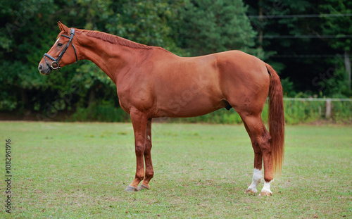 Obraz na plátně horse conformation shot one chestnut horse wearing english bridle standing in fi