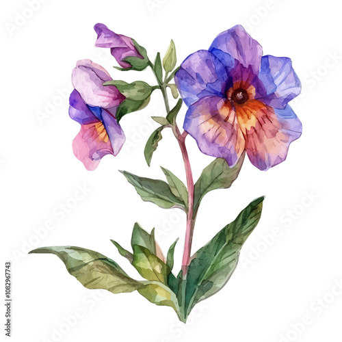 A watercolor vector of Nemesia flower, isolated on a white background. Nemesia vector.