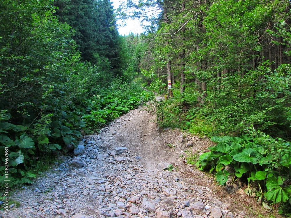 Hiking trail through a lush mountain forest Hiking trail through a lush mountain forest