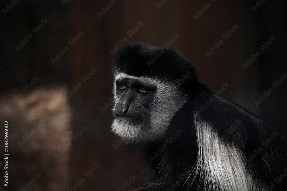 Obraz premium 目を閉じたアビシニアコロブスの顔