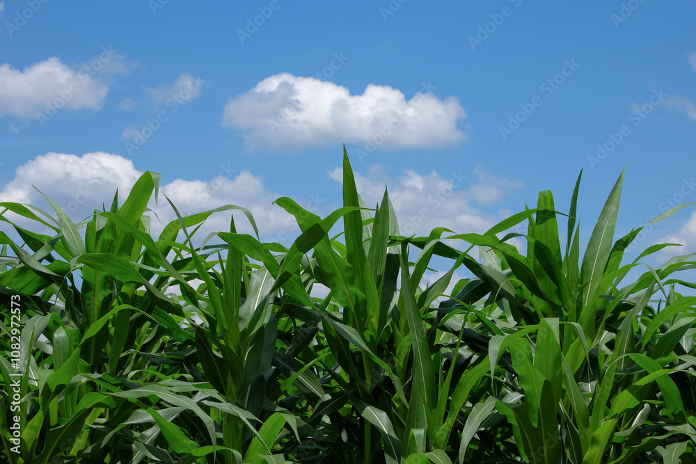 Fototapeta premium Agricultural field with rows of corn plants under blue sky and clouds. Farming concept featuring healthy crop cultivation and natural rural environment