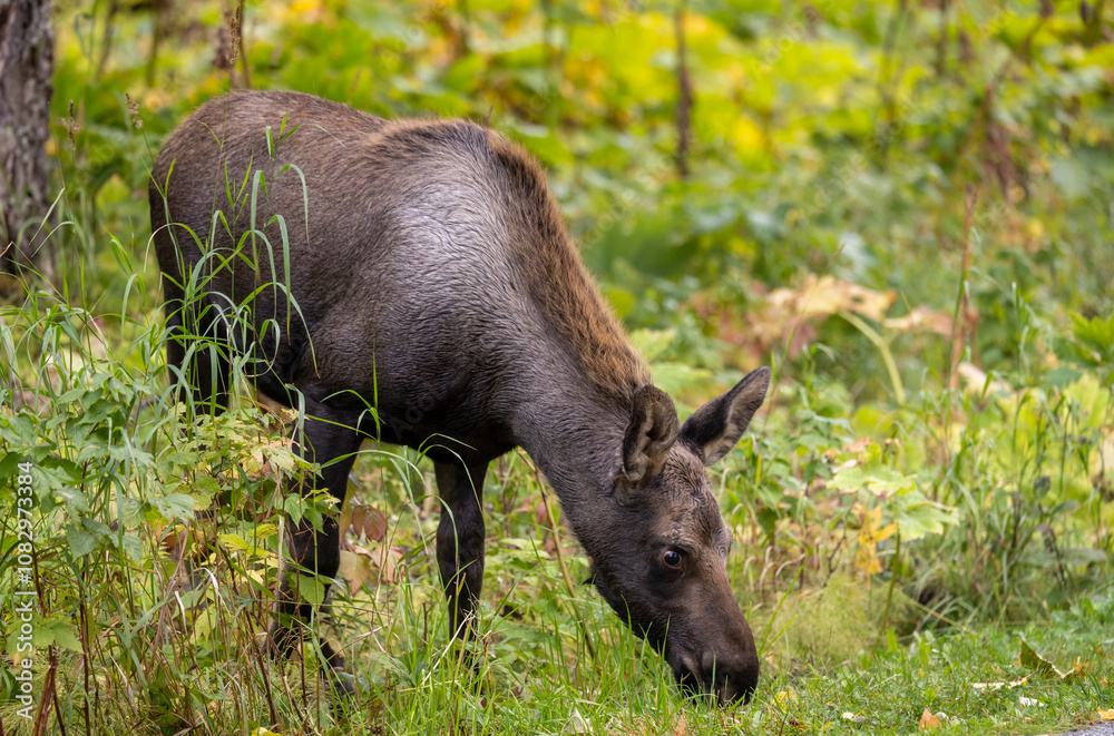 Alaska Yukon Calf Moose in Alaska in Alaska Alaska Yukon Calf Moose in Alaska in Alaska