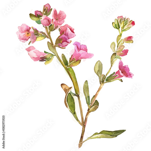 A watercolor of Pennycress flower, isolated on a white background. Pennycress vector. photo