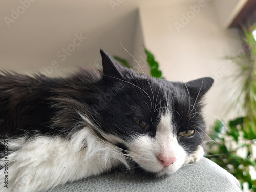 Obraz na płótnie Ragamuffin cat lies on the back of the sofa and watches the viewer