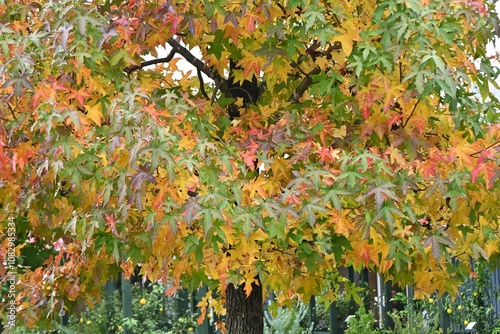 American sweetgum (Liquidambar styraciflua) autumn leaves.  Altingiaceae deciduous tree native to North America. Its vivid autumn leaves make it a popular street tree.