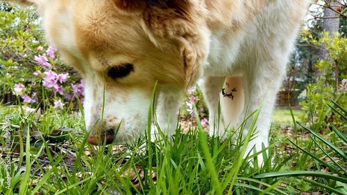 Close-up of a blonde dog sniffing the grass