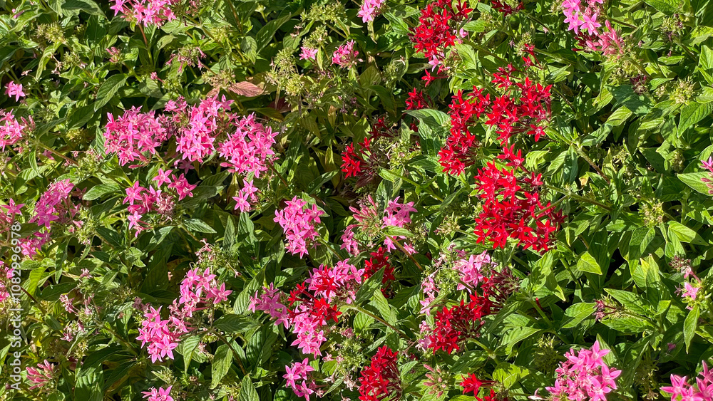 Naklejka premium Bright pink and red pentas flowers in full bloom among lush green leaves, ideal for nature backgrounds, garden themes, or spring promotions. Suitable for floral design concepts.