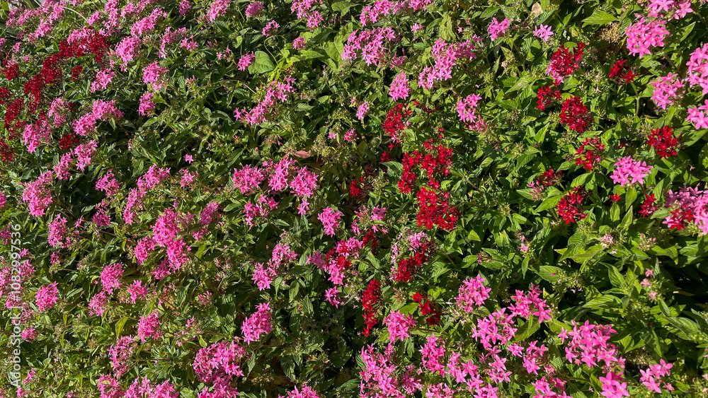 Fototapeta premium Bright pink and red pentas flowers in full bloom among lush green leaves, ideal for nature backgrounds, garden themes, or spring promotions. Suitable for floral design concepts.