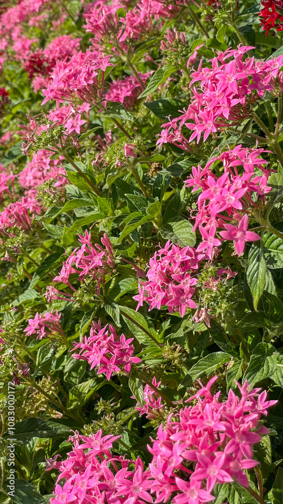 Obraz premium Close-up of pink pentas flowers with a bee collecting nectar, showcasing nature's beauty and pollination process, ideal for ecological and floral themes, suitable for environmental concepts