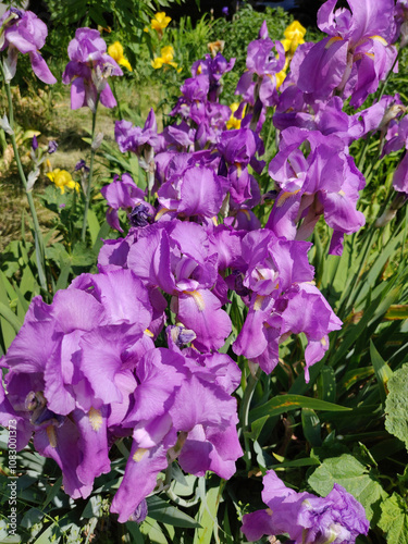 Close-up of a beautiful iris flowers in early summer