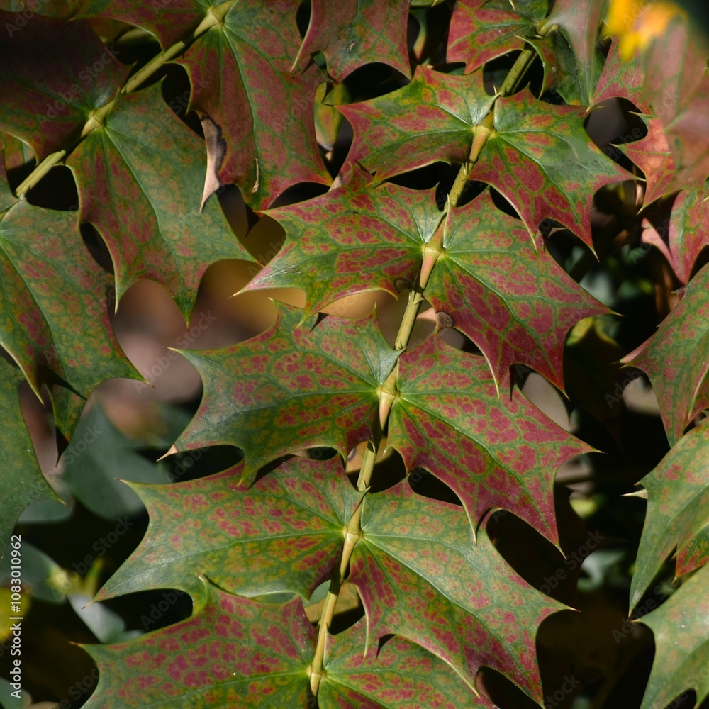 Fototapeta premium Leaves of mahonia japonica in October - close up. Poland, Europe - home garden. 