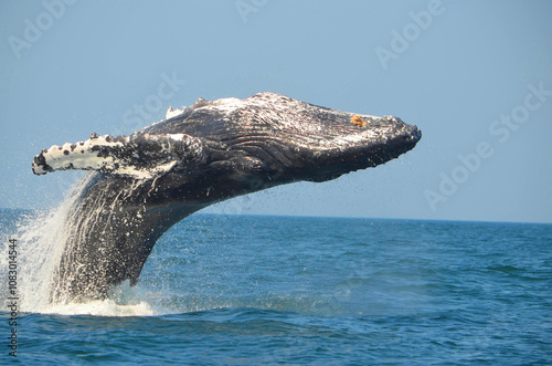 breached whale photo