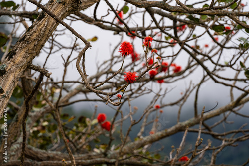 Erythrina abyssinica Lam Madeira Portugal photo