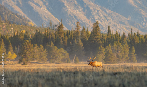 Foto Bull Elk During the Rut in Wyoming in Autumn