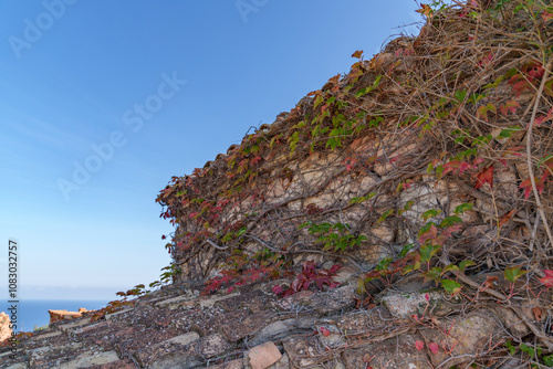 Fotografie a very old wall, densely overgrown with vines