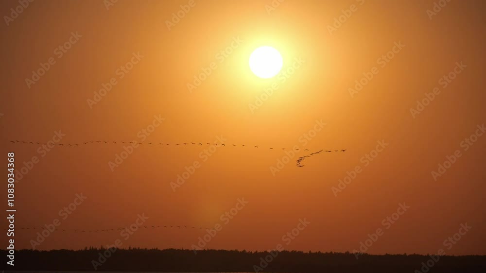 Zeitlupenaufnahme langer Ketten von Kranichen fliegen in Formation vor der tief stehenden Sonne am Prerower Strom in Mecklenburg-Vorpommern im Oktober