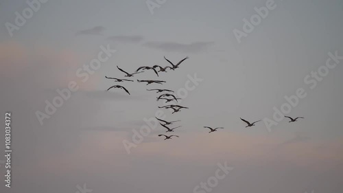 Ketten von Kranichen fliegen in Formation vor dem Abendhimmel am Prerower Strom in Mecklenburg-Vorpommern im Oktober