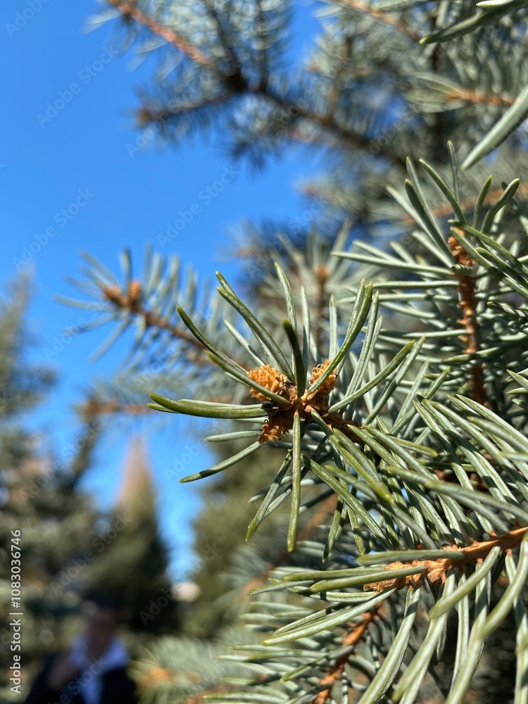 Naklejka premium Close-Up of Evergreen Pine Needles Against a Clear Blue Sky. Detailed close-up of green pine needles on an evergreen tree, set against a vibrant blue sky. 