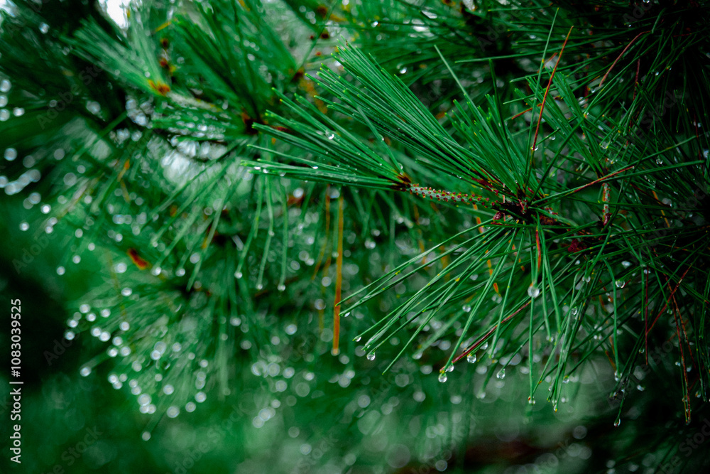 Fototapeta premium 長野県白馬周辺で撮影した写真