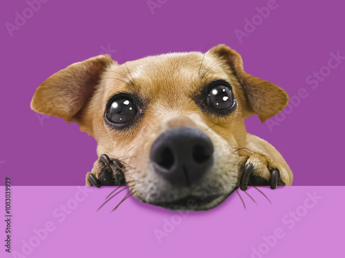 Cute dog with huge eyes looks ahead waiting for food on a purple stage, horizontal photo