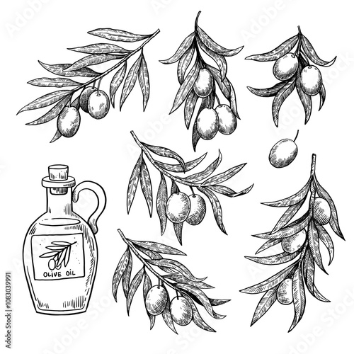 Monochrome hand-drawn illustration of olive branches in engraving style. Isolated vector elements for design and decor.