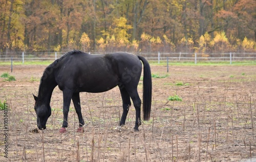 black horse grazing in a paddock
outdoors