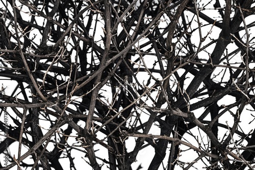 A bare tree trunk in monochrome, suitable for abstract designs or minimalist compositions