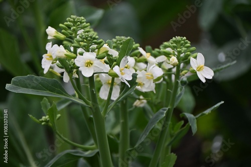 Chinese broccoli (Brassica oleracea) flowers. A cruciferous green vegetable native to China. An ingredient in Chinese cuisine.