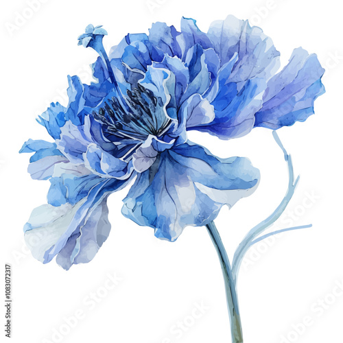 A watercolor of Woolly Blue Curls flower, isolated on a white background. Woolly Blue Curls vector. photo