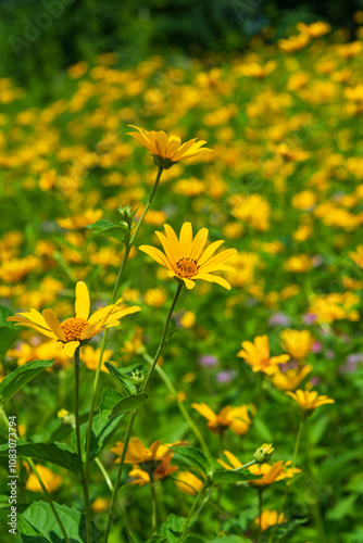 Wallpaper Mural Yellow wildflowers in a meadow. Torontodigital.ca