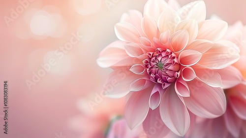 A close-up of a soft pink dahlia flower, showcasing its delicate petals and intricate details.