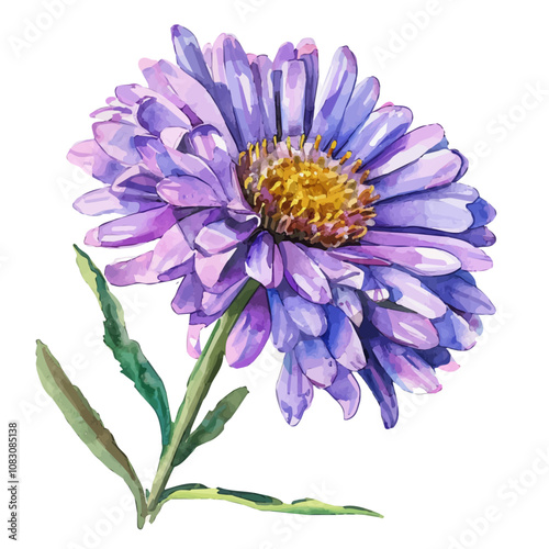 A watercolor painting of Aster flower, isolated on a white background. Aster vector.